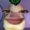 tiaraasaf_