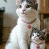 farida.dida834