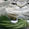 ifeellikemelontoday_234