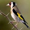 djamel77609