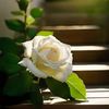 amal88501