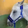 urfav_equestrian5