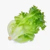 salate9