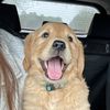 Kinni The Golden