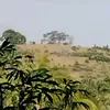 olvgrc6