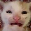 deealonzo1