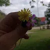 kelinhanunes1