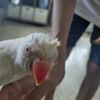 bird_lover051