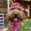 milo.gldndoodle