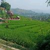asep.ujang994