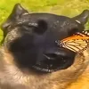 cindigoat1000