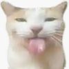 coolkitty_11