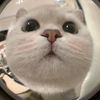 chenqh668