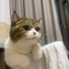 mycatnameschouchou