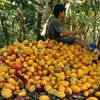 Petani Kakao Lokal