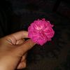 bukansipalingfake