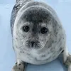 wqucbxxx
