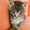 iz.king38