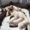 Siamese Kittens for adoption