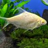 fansmancing8