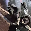bông