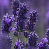 Violet Lavender