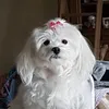 greta_alfano