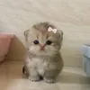 milka_cat53