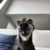 ollie_23444