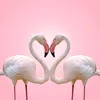 flamingoyaa0