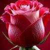 ammaraminhas123