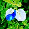 boloy.sarker