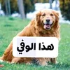 abo_saman77