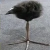 birdwith1leg