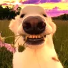 danesfn123
