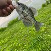 fishingwithlincoln1