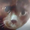 itsmenebulaidk