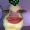 galicha75