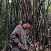 rizal.aufat