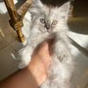 1omar_toty