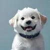 ❤️Pet❤️