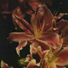 alice_kamensky