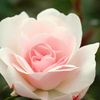 ester.george8