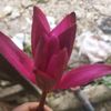 mayatharu812