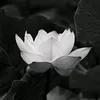 quphng367