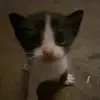 scroopie