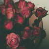 orchid_699