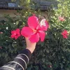 haya_dump8