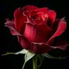 sameh.el.gamal4