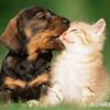 Sunshine animals